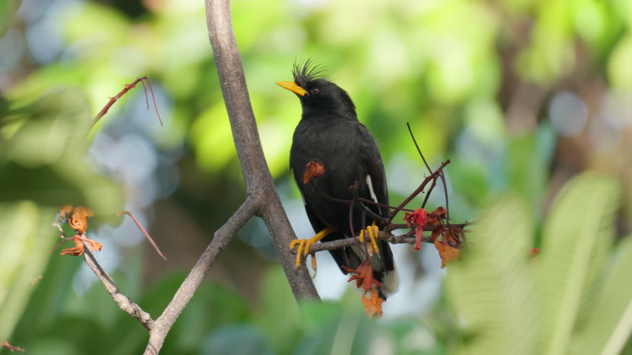 gran myna o myna de ventilación blanca encaramado en la rama de un árbol tropical