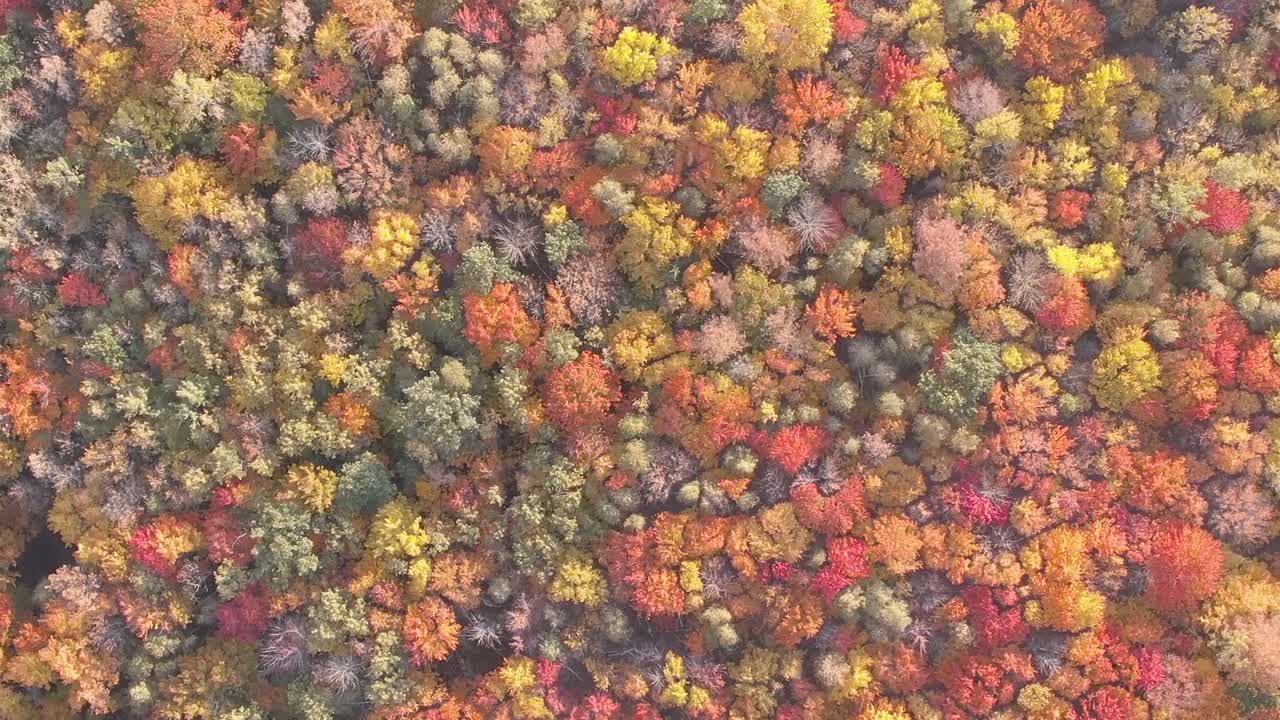 follaje de otoño en nueva inglaterra