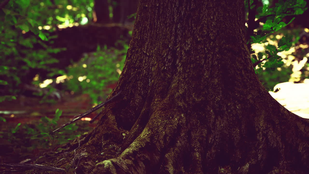 root covered with moss in a dark forest