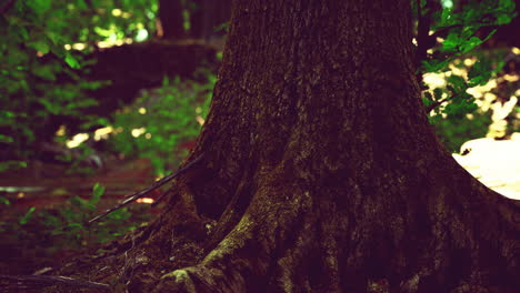 raíz cubierta de musgo en un bosque oscuro