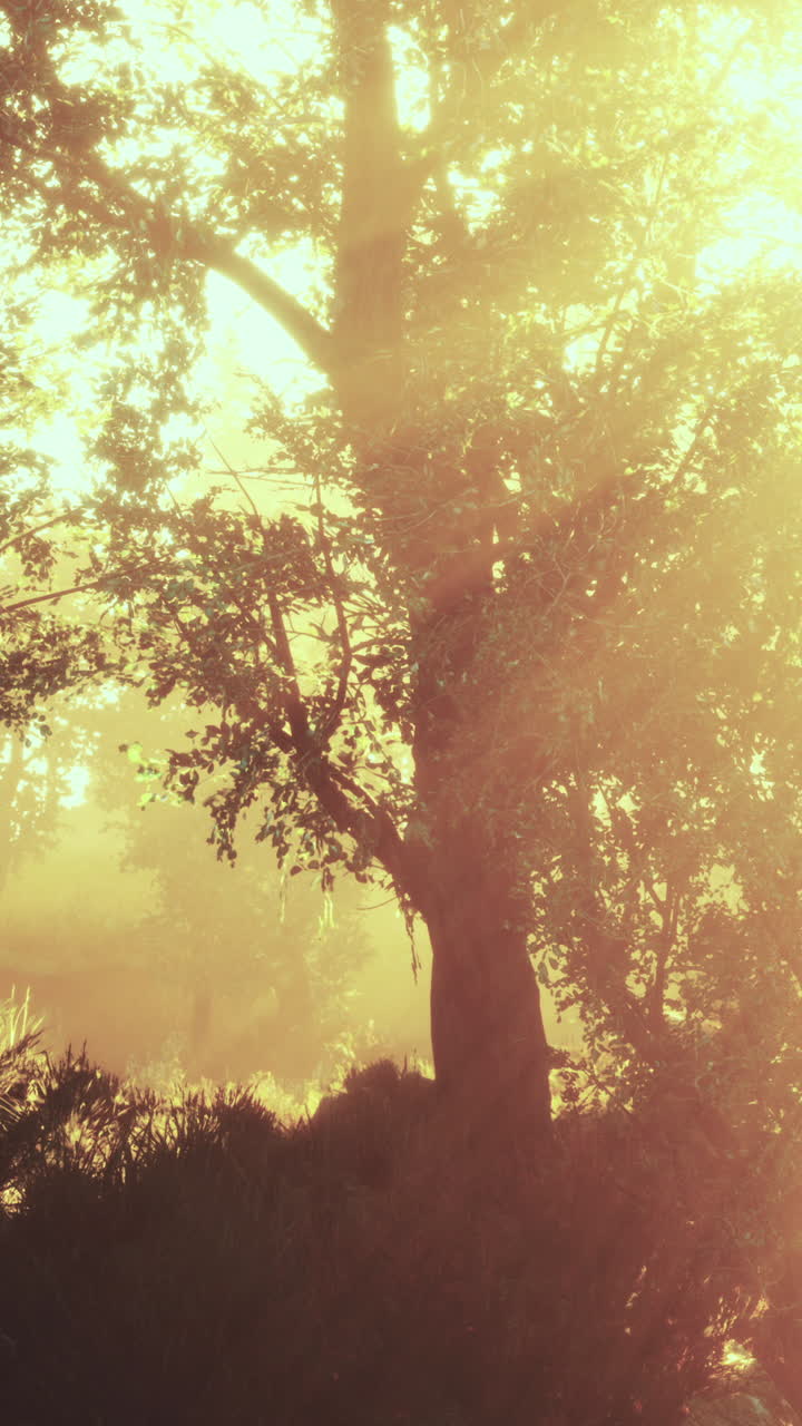 amanecer en un bosque brumoso