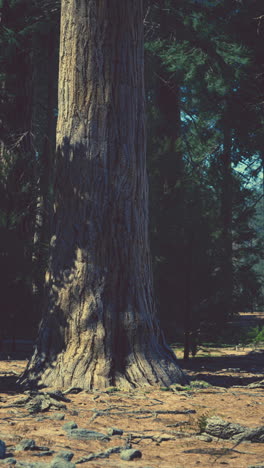 majestic tree in a forest