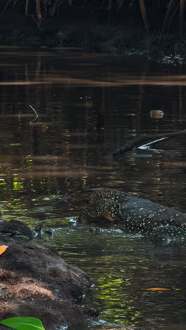 lagarto monitor en el pantano de manglares