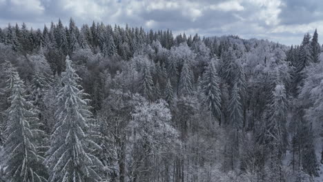 Flying-in-cold-winter-day-over-snow-covered-pine-forest