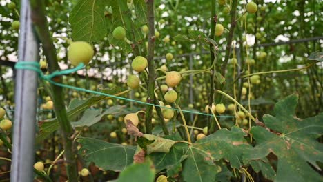 Fresh green figs on the fig tree branches inside the greenhouse in the United Arab Emirates