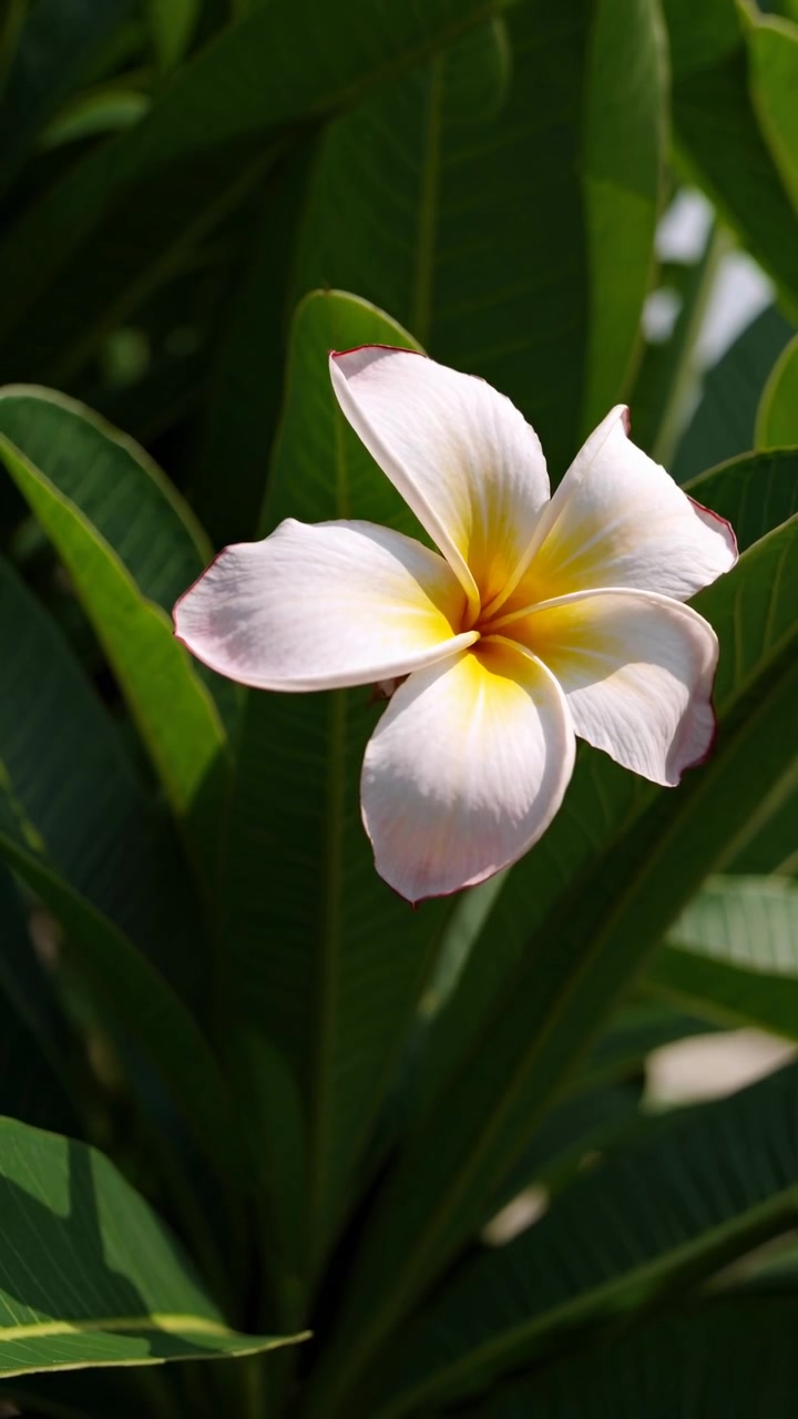Fiore di Plumeria singolo che sboccia alla luce del sole