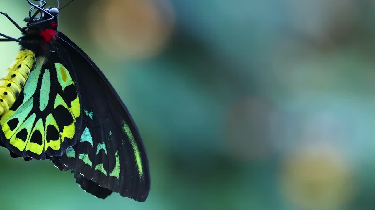 Farfalla che si poggia su una foglia verde