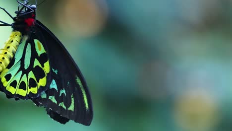 butterfly resting on a green leaf
