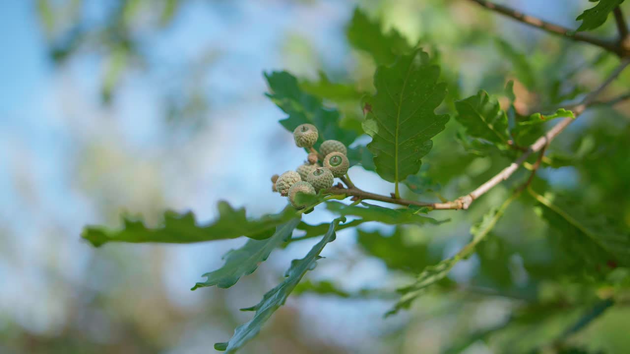 Oak Tree Branch With Leaves and Raw Acorn Nuts in Nature, Close Up View