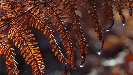 dead bracken fronds with water droplets in winter