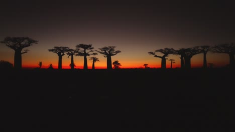 black silhouette of baobab trees in avenue of the baobabs in madagascar after sunset with orange sky