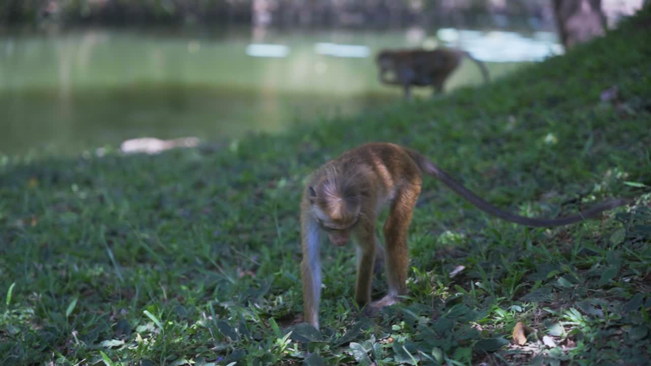Macaco toque che riposa su un ramo nella foresta a Sigiriya, Sri Lanka, con un bambino piccolo che gioca.