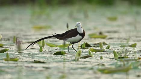 jacana bird carefully preens feathers while standing in shallow water under warm light