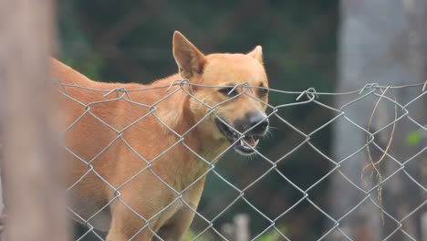 el perro se relaja en el hogar.