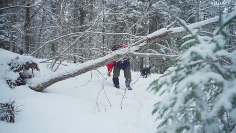 norwegian backpacker with husky dog trek on forest covered with deep snow