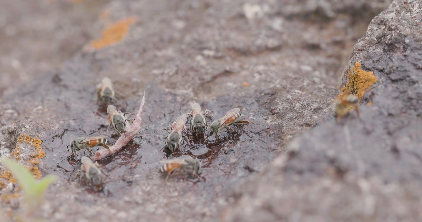 Rote Zwerghonigbienen trinken an einer Pfütze; Zeitlupenaufnahme eines Abflugs von Lateritfelsen im Hochsommer.