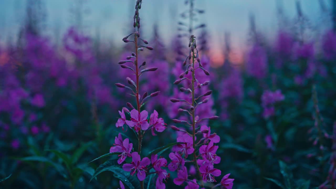 Fireweed's Vibrant Purple Blooms Light Up Meadows and Mountainsides, Thriving in Kokelv, Hammerfest, Finnmark, Norway - Close Up