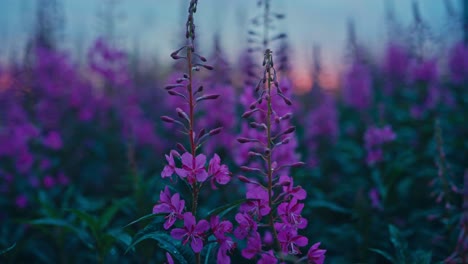 fireweed's vibrant purple blooms light up meadows and mountainsides, thriving in kokelv, hammerfest, finnmark, norway - close up