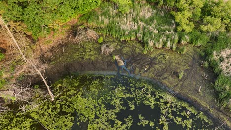 un descenso lento sobre algunas plantas acuáticas de pantano