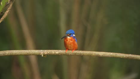 a beautiful blue-eared kingfisher bird calmly perches on a small branch