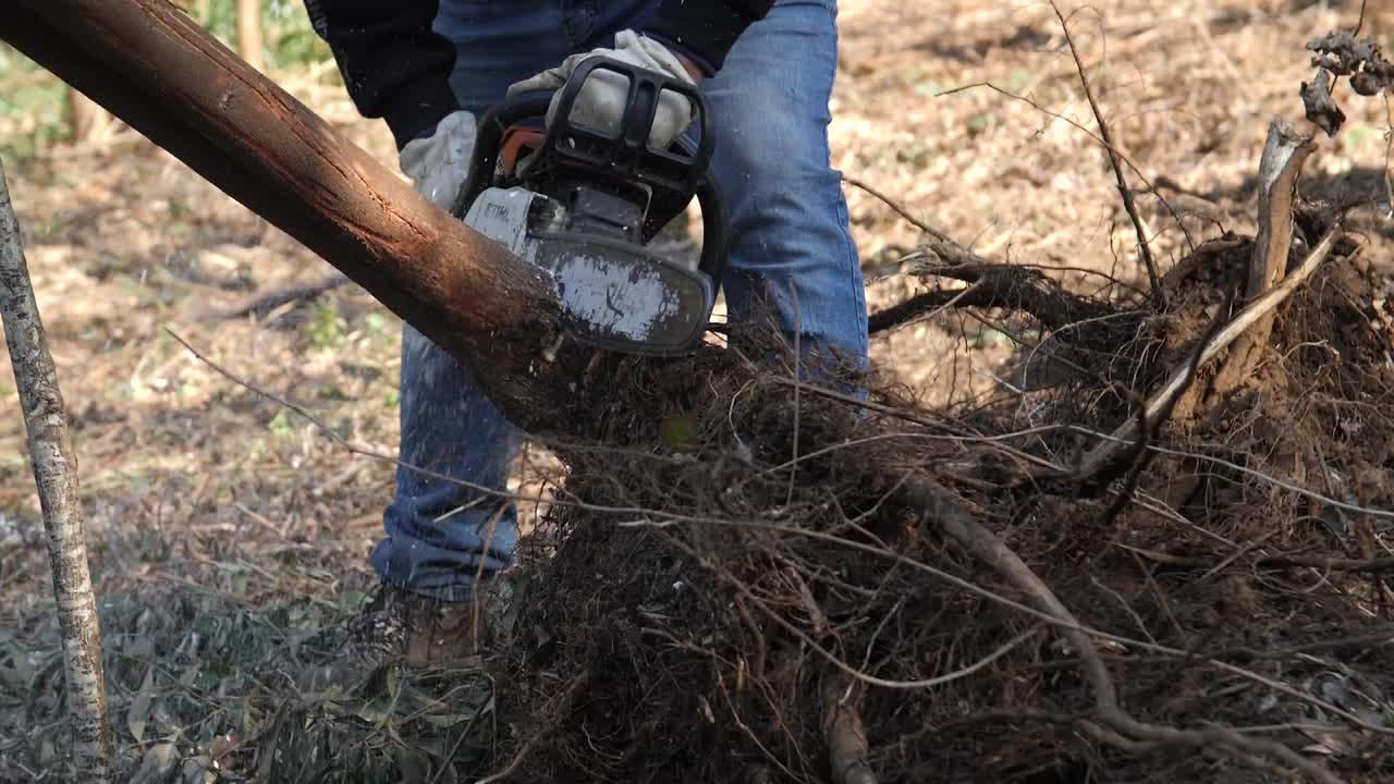 detalle de una vieja motosierra cortando un árbol de acacia