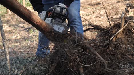 detail of an old chainsaw cutting an acacia tree