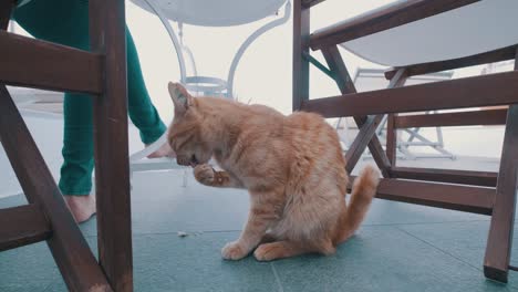 Ginger-cat-licking-himself-between-two-chairs