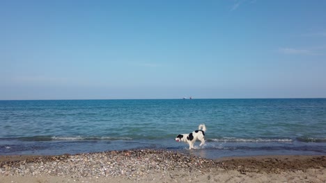 dog running in slow motion at the beach