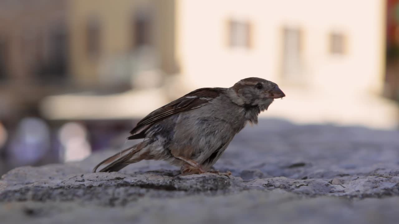 un gorrión limpiando sus plumas en un edificio histórico en el lago de garda