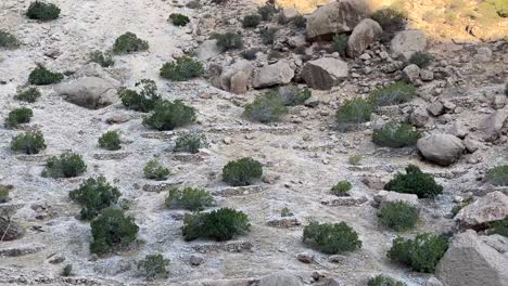 tradicional jardín de higos agricultura histórico campo de lluvia en el paisaje de las estribaciones de las montañas en irán el árbol verde para hacer frutas secas al sol higos secos en nuez como delicioso postre en pastel comida persa
