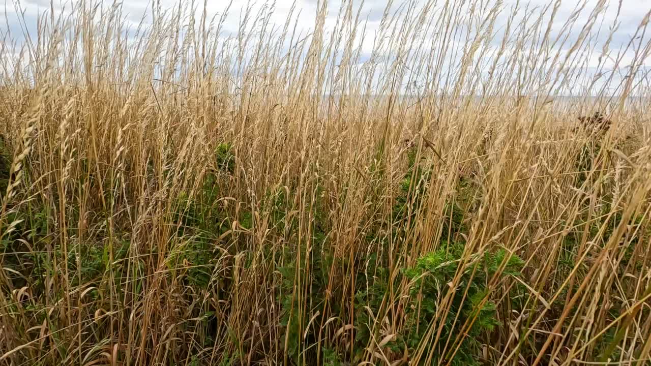 Golden wheat grass sways in a rural field under overcast skies, captured with gentle camera movement and natural daylight for a tranquil atmosphere