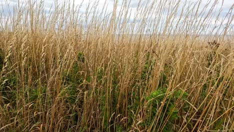 golden wheat grass sways in a rural field under overcast skies, captured with gentle camera movement and natural daylight for a tranquil atmosphere