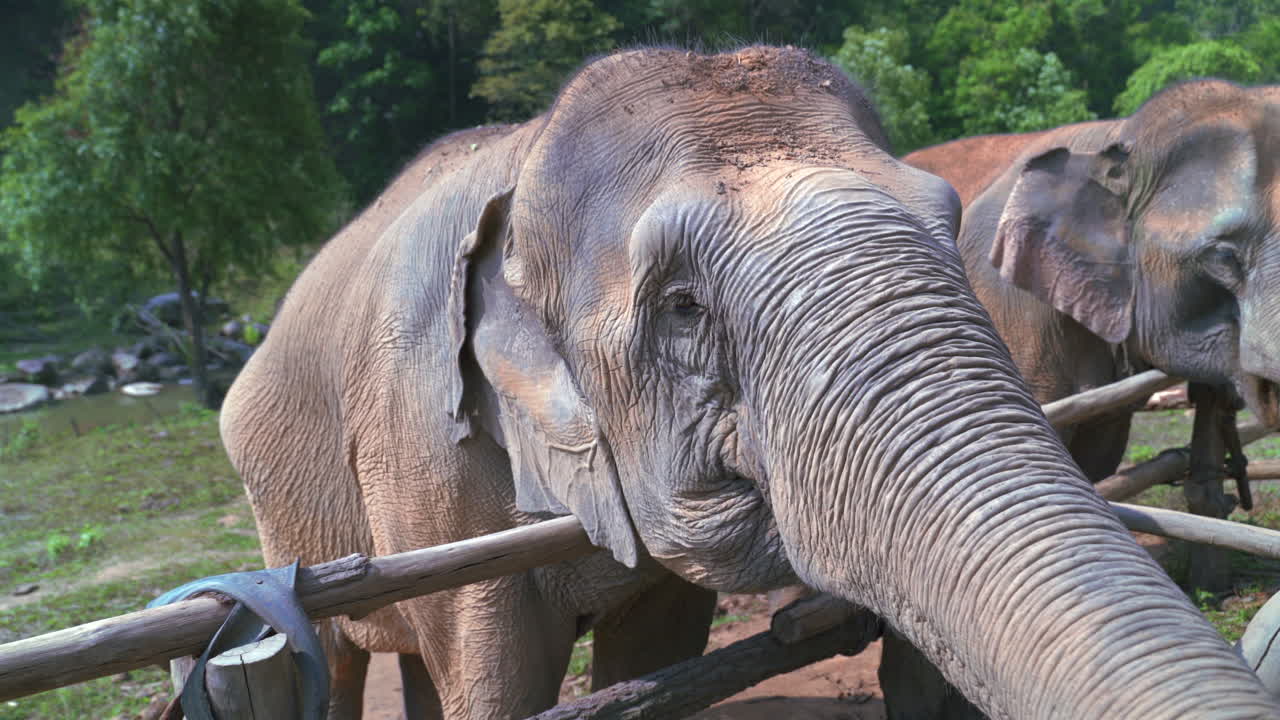Extreme close up of Asian elephant head and trunk, showing textured skin and eyelashes, weathered grey skin