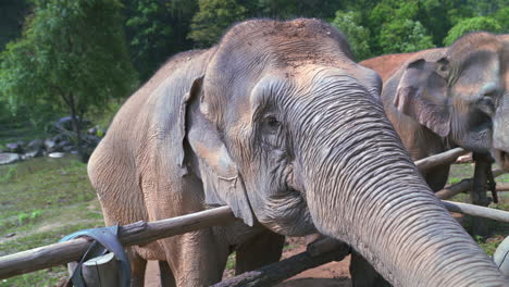 extreme close up of asian elephant head and trunk, showing textured skin and eyelashes, weathered grey skin