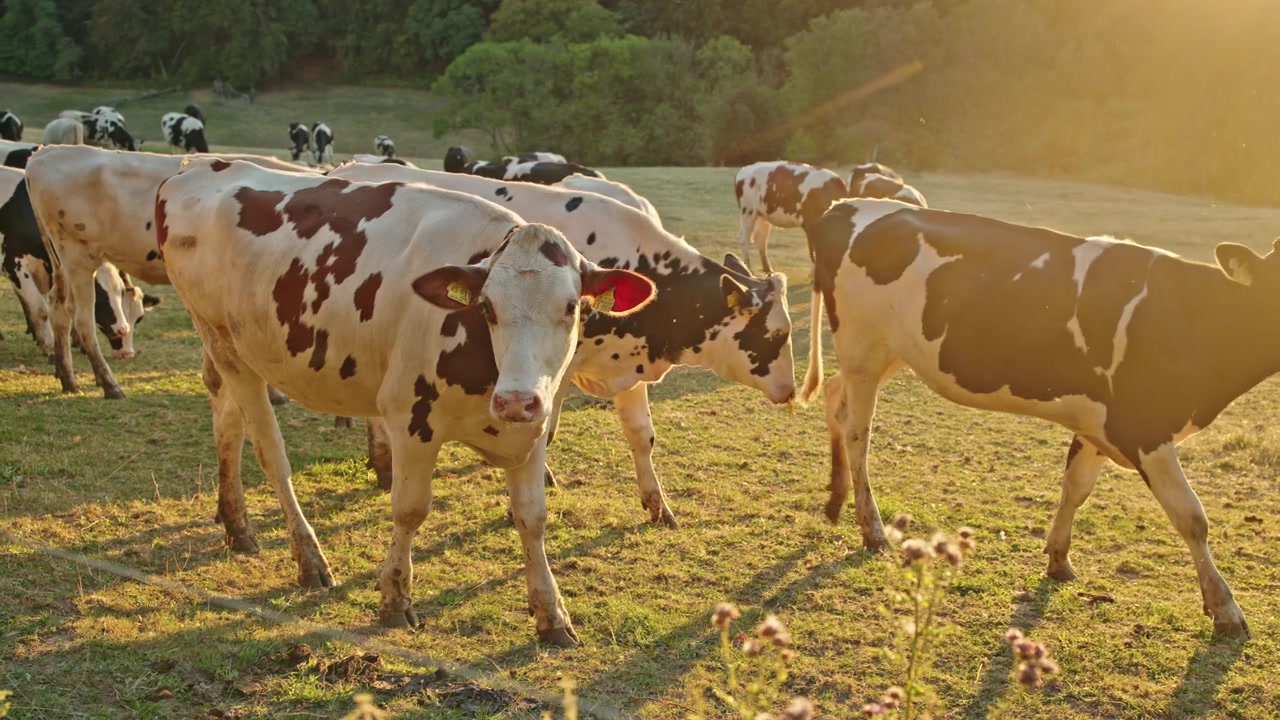 Mucca da latte rossa e bianca rivolta verso la fotocamera in un pascolo illuminato dal sole