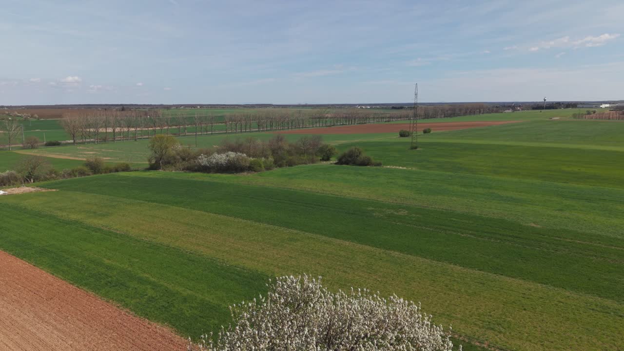 A drone view captures a solitary blooming tree standing between freshly plowed soil and vibrant green agricultural fields