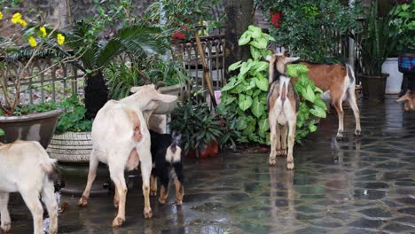 a group of goats moving around a wet patio