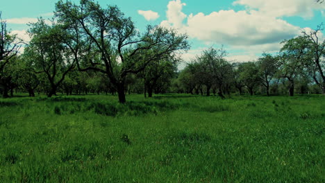 Vista-Aérea-De-Los-árboles-De-Plantación-Que-Avanzan-A-Baja-Altura-Entre-Los-árboles-En-Horario-De-Verano