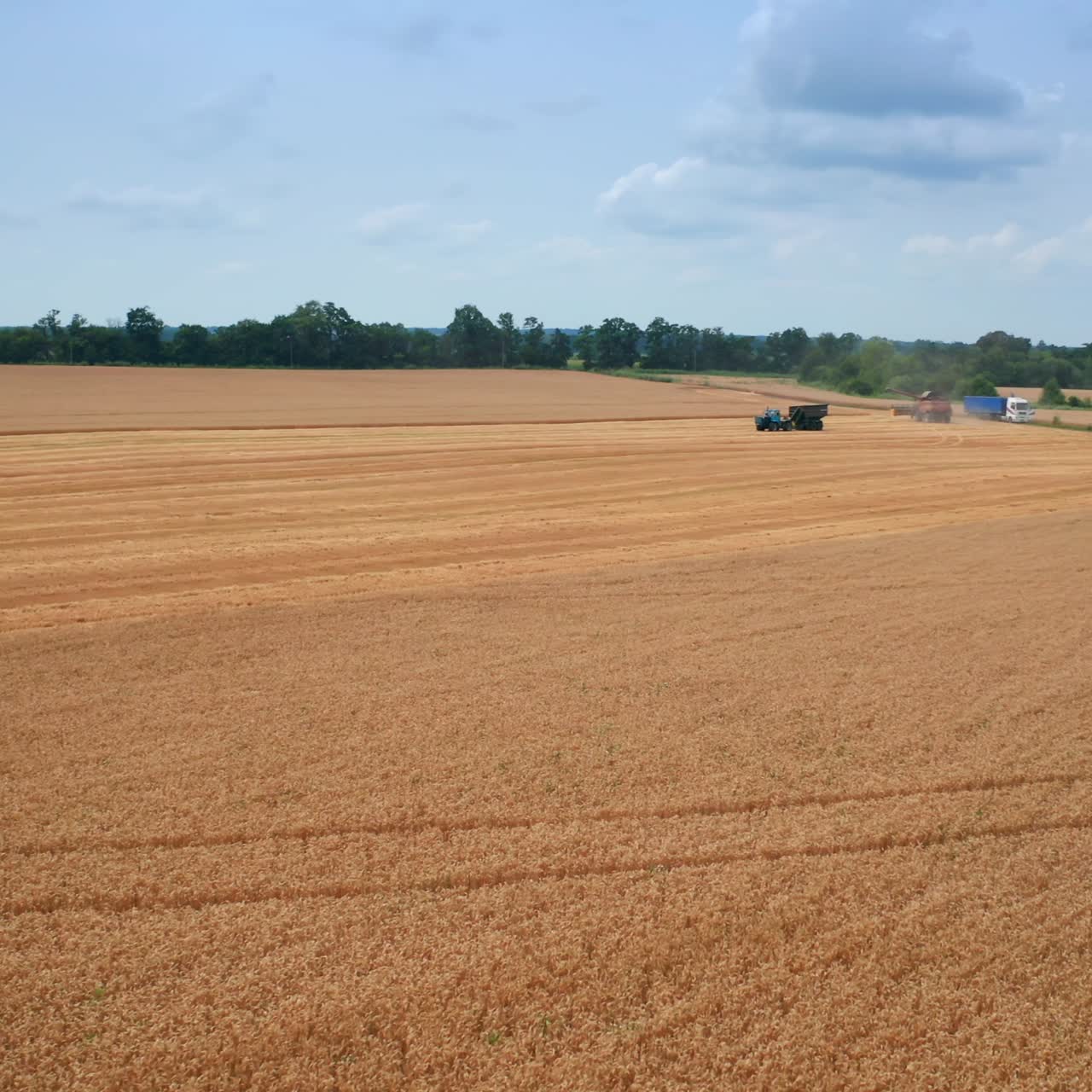Combine golden landscapes farming. Aerial view harvesting fields