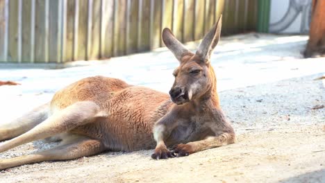 Close-up-shot-of-a-male-red-kangaroo,-osphranter-rufus-lounging-on-the-ground,-relaxing-and-chilling-under-the-sun-in-Australian-wildlife-sanctuary