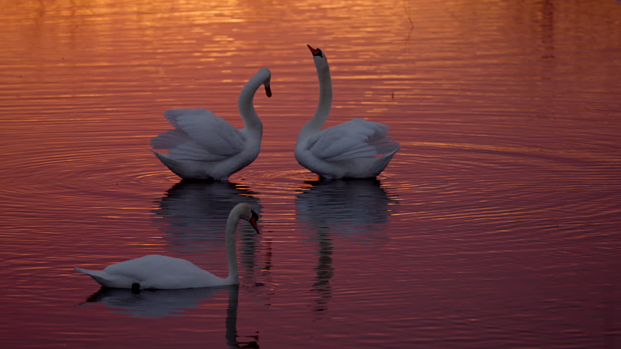 Slow motion footage of Swans performing stange mirroring mating ritual in the early spring