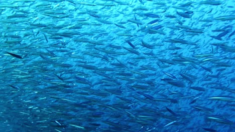 anchovies being chased and hunted