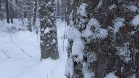changing focus footage of a snow covered tree bark in a forest during day time, footage moves up and focus changes to the background where a winter forest is visible. thick white snow on the ground.