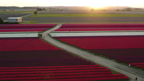 Toma-Aérea-De-Seguimiento-De-Personas-En-Campos-De-Flores-Vívidas,-Durante-El-Atardecer-De-Primavera.