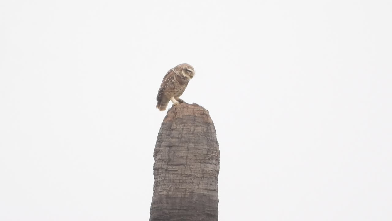 pájaro búho - ojos en la cámara