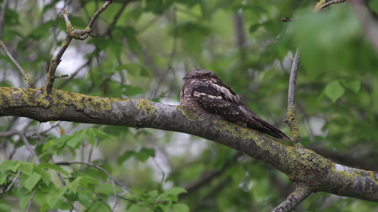 европейский ночной ястреб, лежащий на ветке