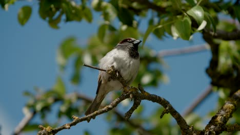 Sparrow-singing-on-tree-branches,-wild-bird