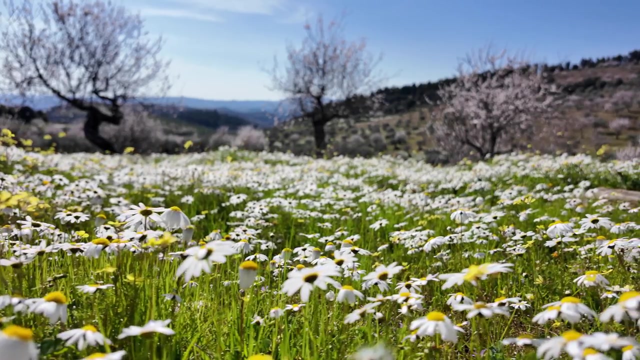 Fioritura primaverile in Portogallo. Ripresa con gimbal al rallentatore.