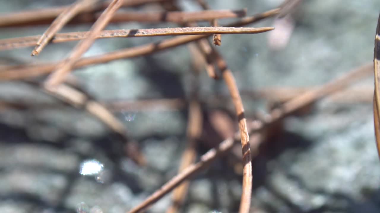 las agujas de pino se mueven con el viento