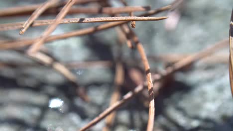 las agujas de pino se mueven con el viento